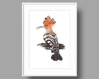 Eurasian Hoopoe original artwork | Ballpoint pen drawing on white recycled paper | Realistic bird portrait | Wall mounted home decor