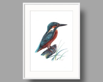 River Kingfisher original artwork. Ballpoint pen drawing on recycled paper. Photorealistic bird portrait. Ornithological illustration.