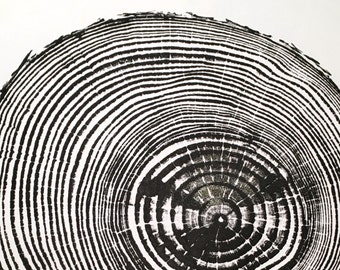 Borstlecone Kiefernring datiert