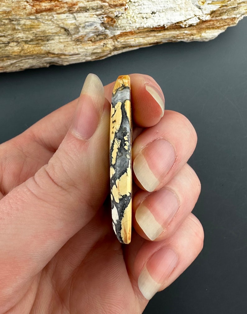 May include: A close-up of a polished, oval-shaped, yellow, black, and white stone cabochon. The stone has a unique, marbled pattern.