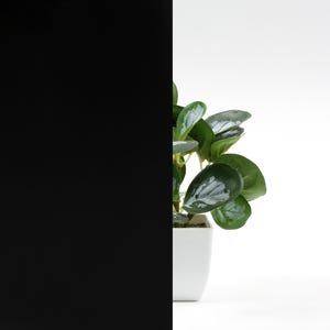 May include: A small potted plant with green leaves in a white pot against a black background.