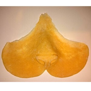 Peut inclure: Un nez proth&eacute;tique, de couleur jaune orang&eacute; clair, est pr&eacute;sent&eacute; sur un fond neutre. Le nez a une surface textur&eacute;e et une apparence r&eacute;aliste, avec des narines d&eacute;taill&eacute;es et une forme d&eacute;finie. La conception g&eacute;n&eacute;rale sugg&egrave;re un accessoire de th&eacute;&acirc;tre ou d'effets sp&eacute;ciaux.
