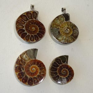Ancient Ammonite Fossil as pendant or without mount