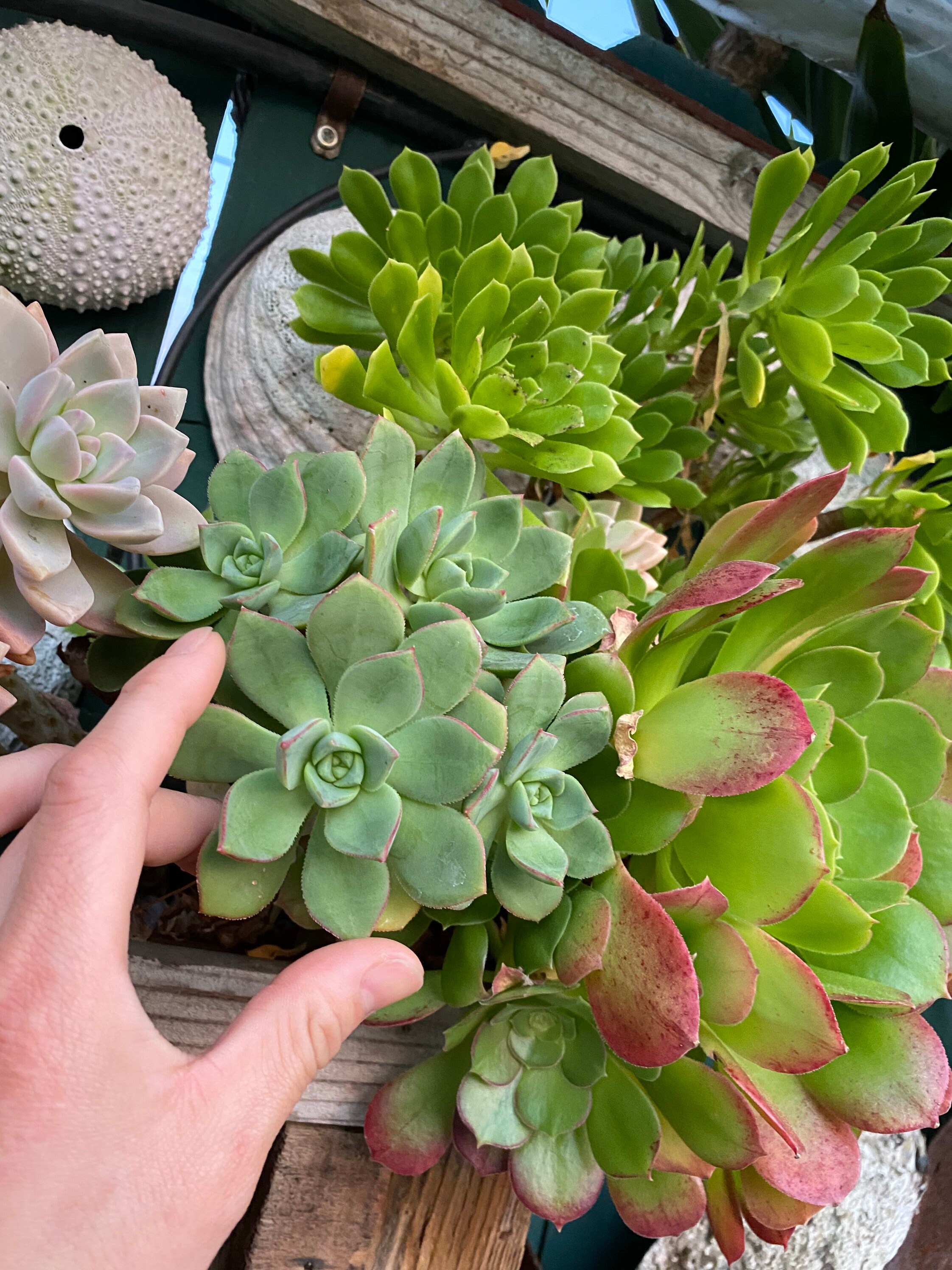2 Dozens of Assorted Succulent - Etsy display picture 1