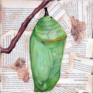 Monarch Chrysalis Digital Download