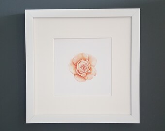 Rose | Beautifully detailed rose, drawn using coloured pencil