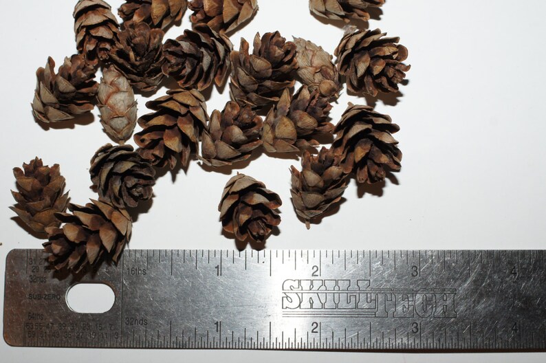 100 Eastern Hemlock Pine Cones Mini | Etsy