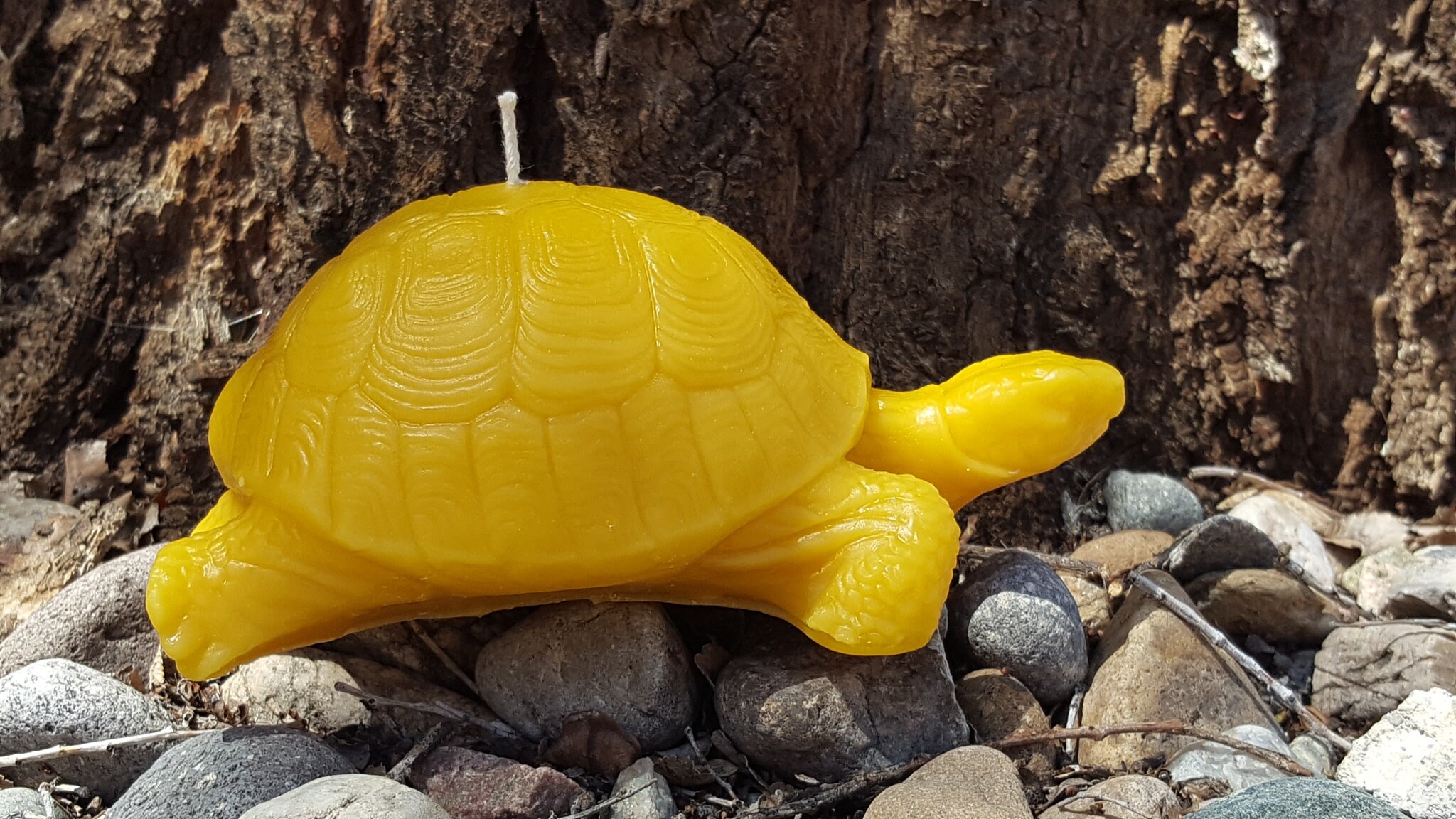 Pure Beeswax Large Tortoise, Tortoise, Candle, Candles, Beeswax ...