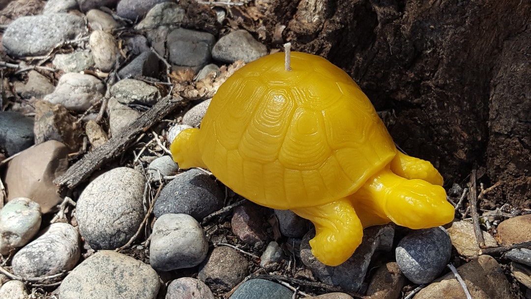 Pure Beeswax Large Tortoise, Tortoise, Candle, Candles, Beeswax ...
