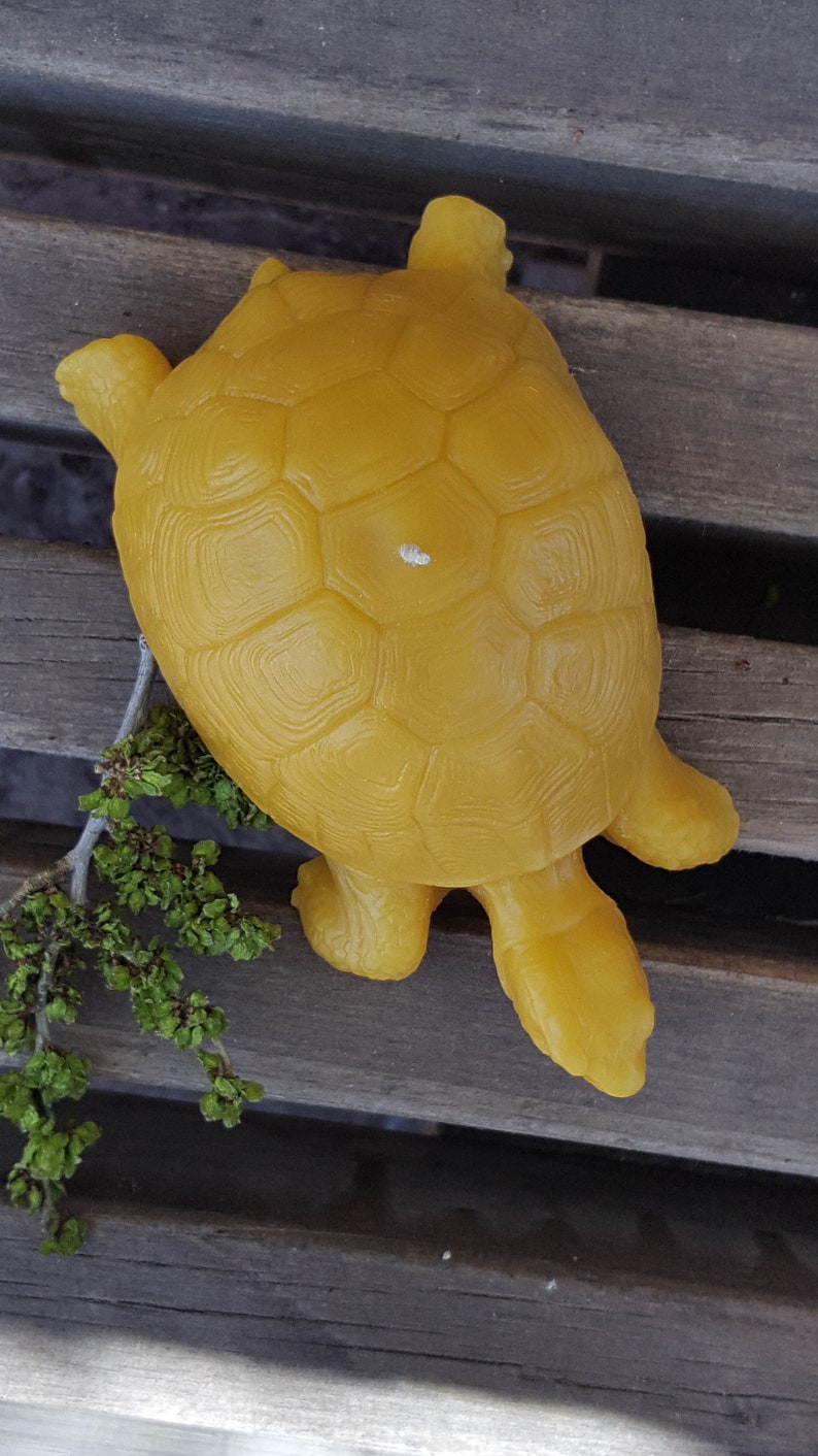 Pure Beeswax Large Tortoise, Tortoise, Candle, Candles, Beeswax ...