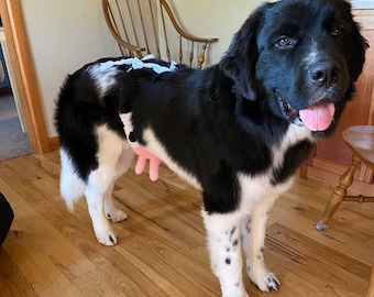 Könnte beinhalten: Ein schwarz-weißer Neufundländer mit einem rosa Spielzeug im Maul. Der Hund steht auf einem Holzboden.