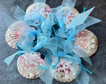 Beach Celebration. Real Mediterranean Scallop Flat Shells with Beach and Bow Tie Decor. Set 6. Guaranteed Authentic.