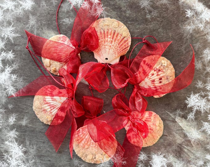 Christmas on the Beach. Real Mediterranean Scallop Flat Shells with Beach and Bow Tie Decor. Set 6. Guaranteed Authentic.