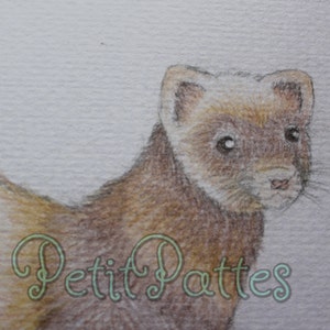 Original Sketch - 'Ginger' - Coloured Pencil
