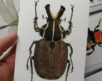 Greetings card - Inca clathtratus