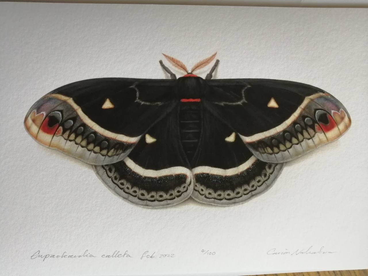 Eupackardia Calleta Silk Moth Limited Edition Art Print Etsy 日本