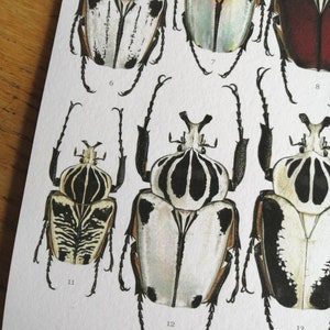 Goliathus Compilation Print. Lifesize Goliath Beetles A3 Size - Etsy