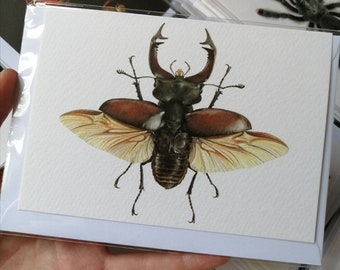 Stag Beetle - Greetings Card (Lucanus cervus)