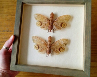 Framed specimens -Fulgora lampetis Pair