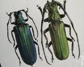 Limited edition art print, Vietetropis viridis, female & male pair. 9x9inch