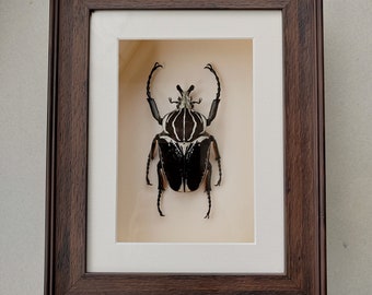 Framed Goliathus goliatus - huge male Goliath Beetle real old specimen