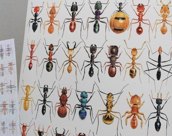 Formicidae, Ants of the world compilation print, A3 size, with species key. Limited edition of 100