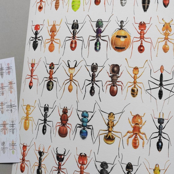 Formicidae, Ants of the world compilation print, A3 size, with species key. Limited edition of 100