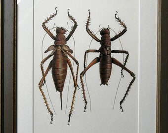 Framed Original Artwork - Panoploscelis specularis Female & Male pair