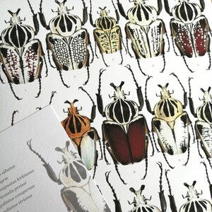 Goliathus Compilation Print. Lifesize Goliath Beetles A3 Size - Etsy