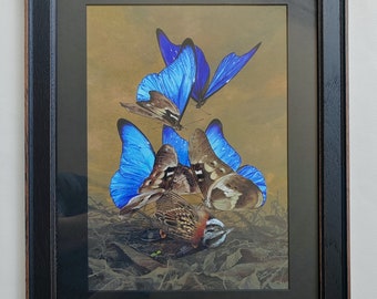 Songbird - Framed Limited edition art print. Morpho rhetenor cacica butterflies