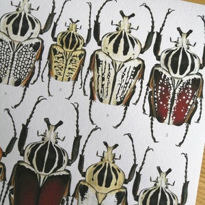 Goliathus Compilation Print. Lifesize Goliath Beetles A3 Size - Etsy