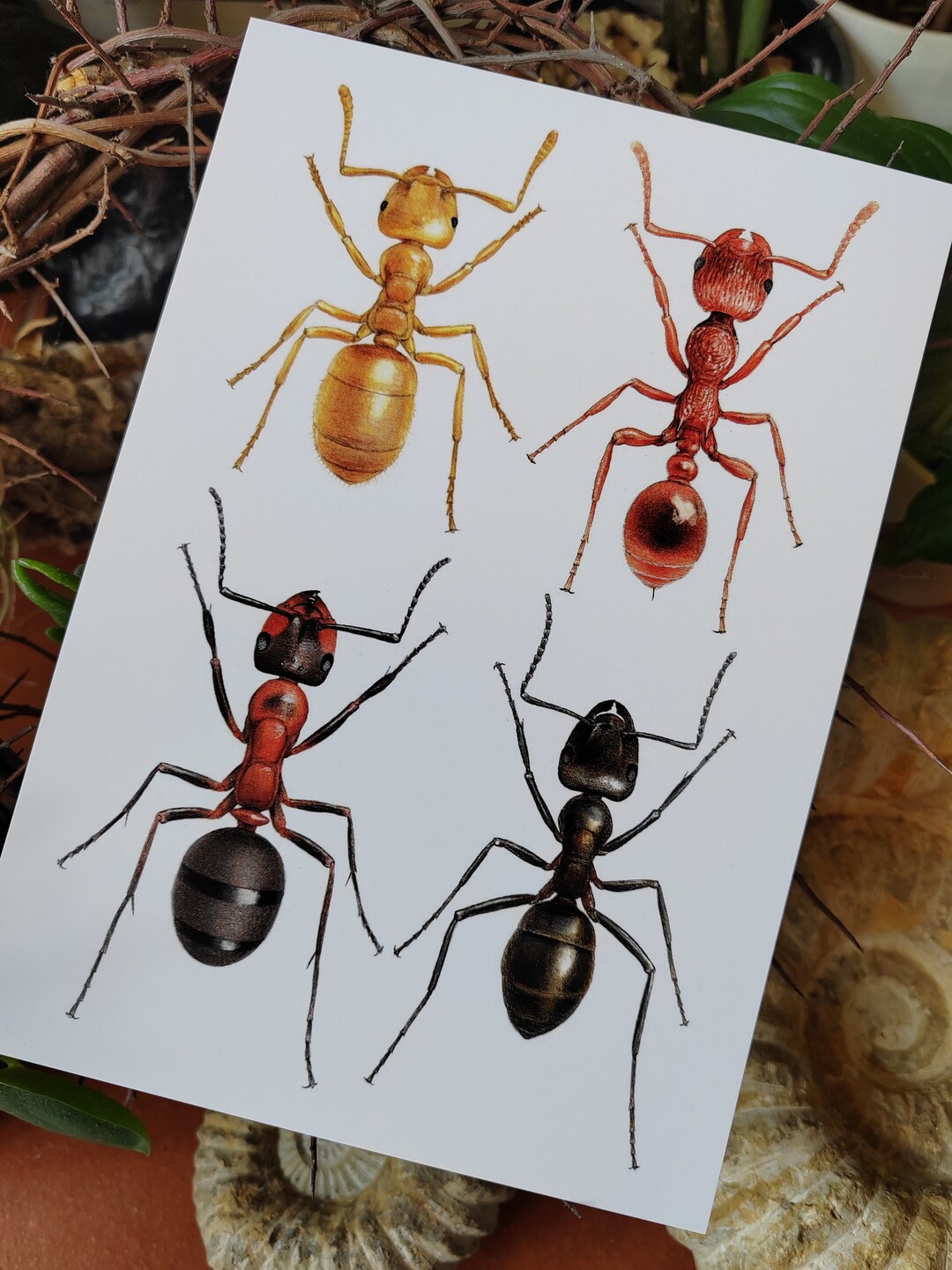 A5 Size Giant Postcard British Ants Etsy