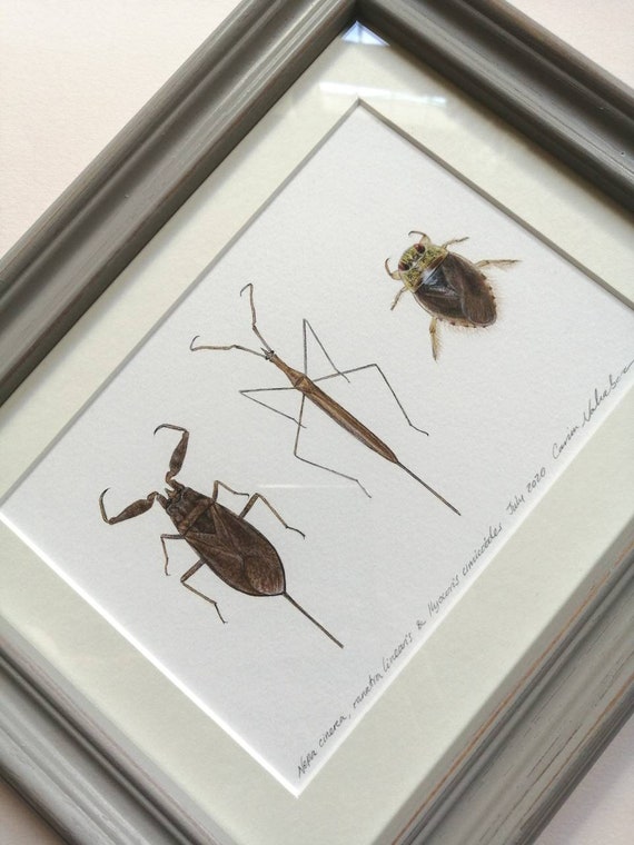 Framed Original Artwork Aquatic Bugs Etsy