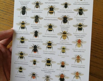 A5 size small key to British Bumblebees art card.