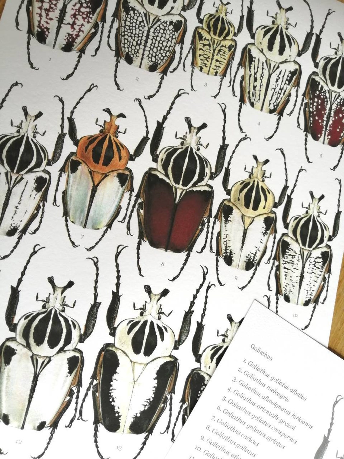 Goliathus Compilation Print. Lifesize Goliath Beetles A3 Size - Etsy
