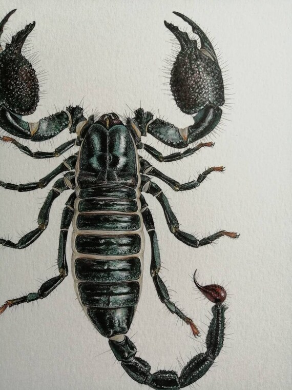 emperor scorpion for sale in india