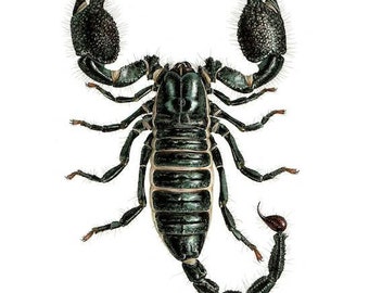 Pandinus imperator - Emperor Scorpion limited edition art print