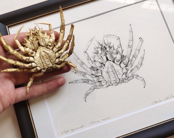 Framed Original Artwork - spider crab study, Maja squinado