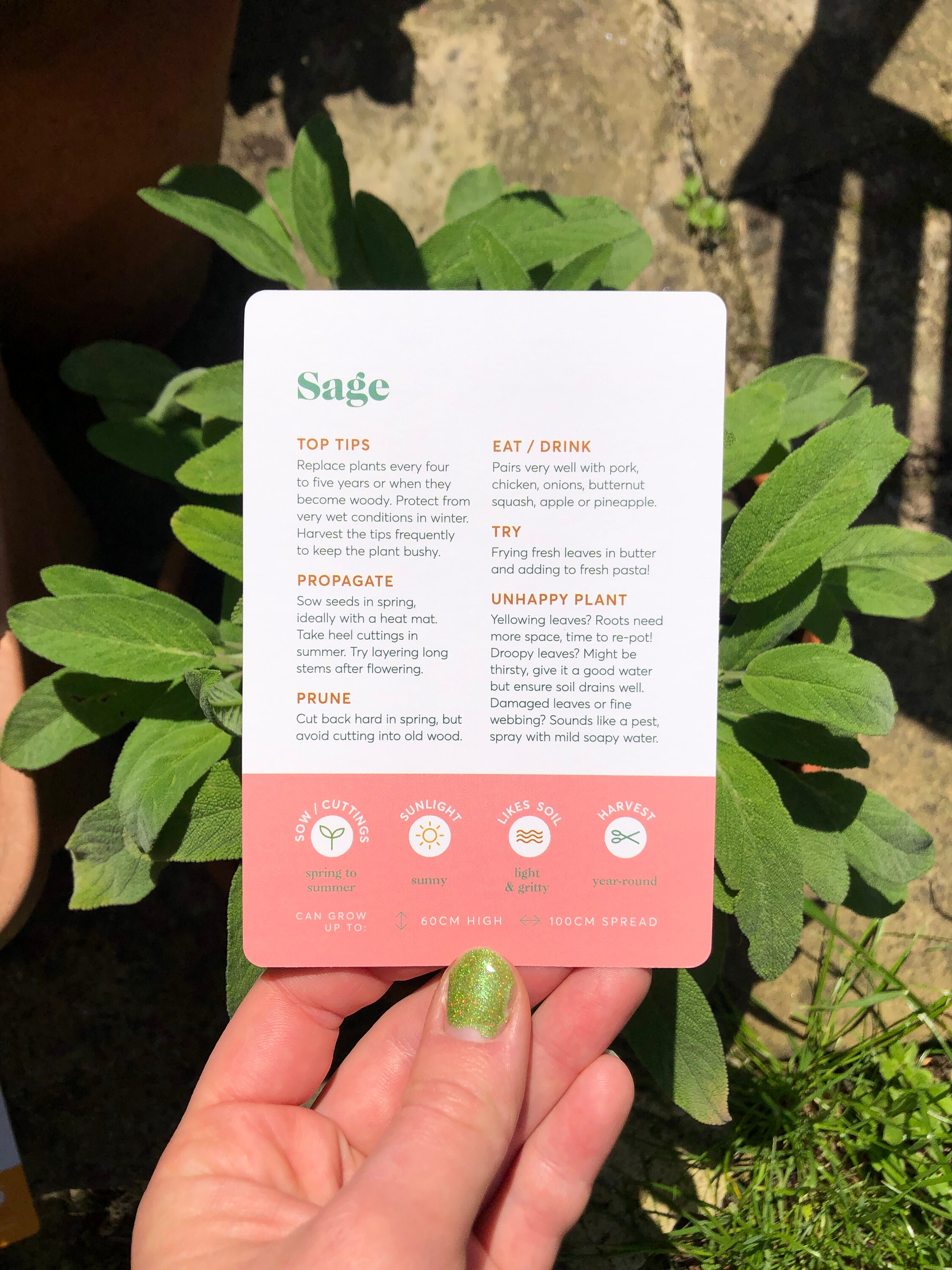 Herb Care Guide Advice Tips and Maintenance for Healthy Etsy