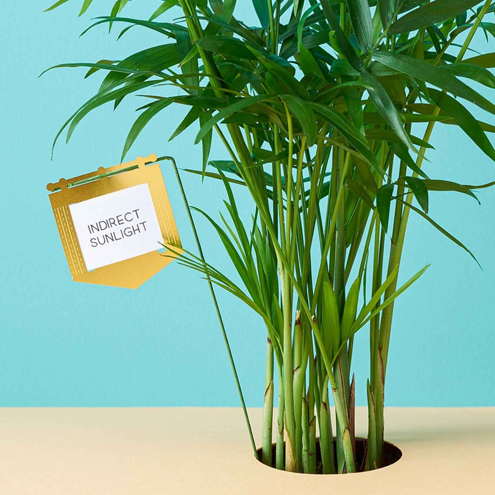 Plant Flags for your potted plants Etsy