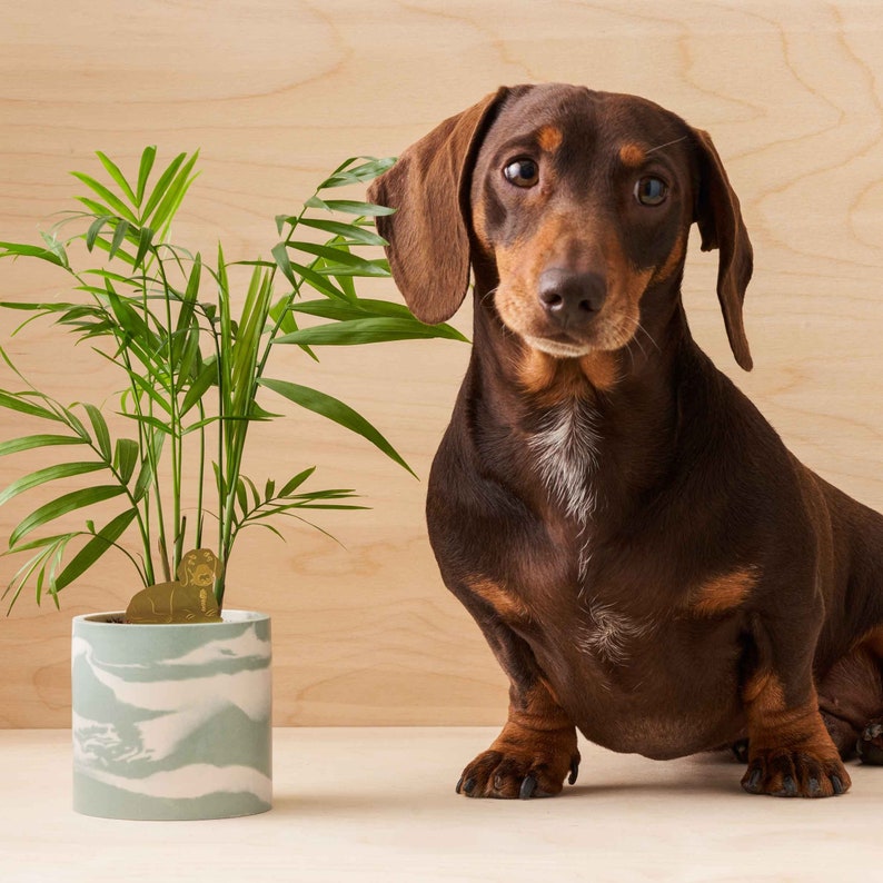 Dog decoration Plant Animal pet, labrador, cockapoo, French bulldog or dachshund, cute pet lover gift image 3