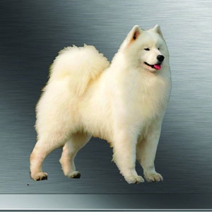 Samoyed Dog sticker