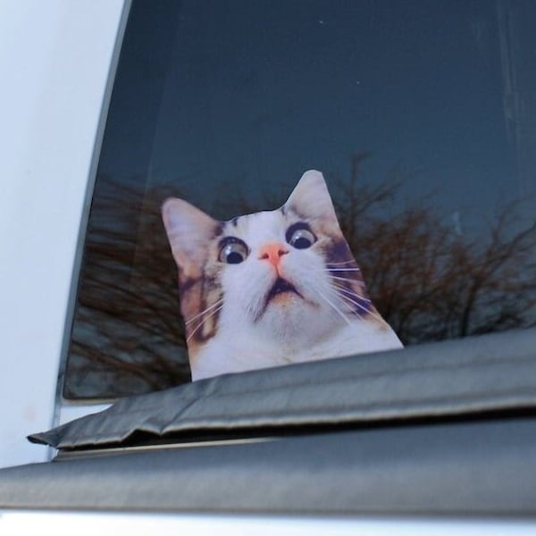 Scaredy cat sticker, Cat sticker, cat, kitty, cat gift, kitty gift, scaredy cat, funny cat , funny cat decal, cat decal