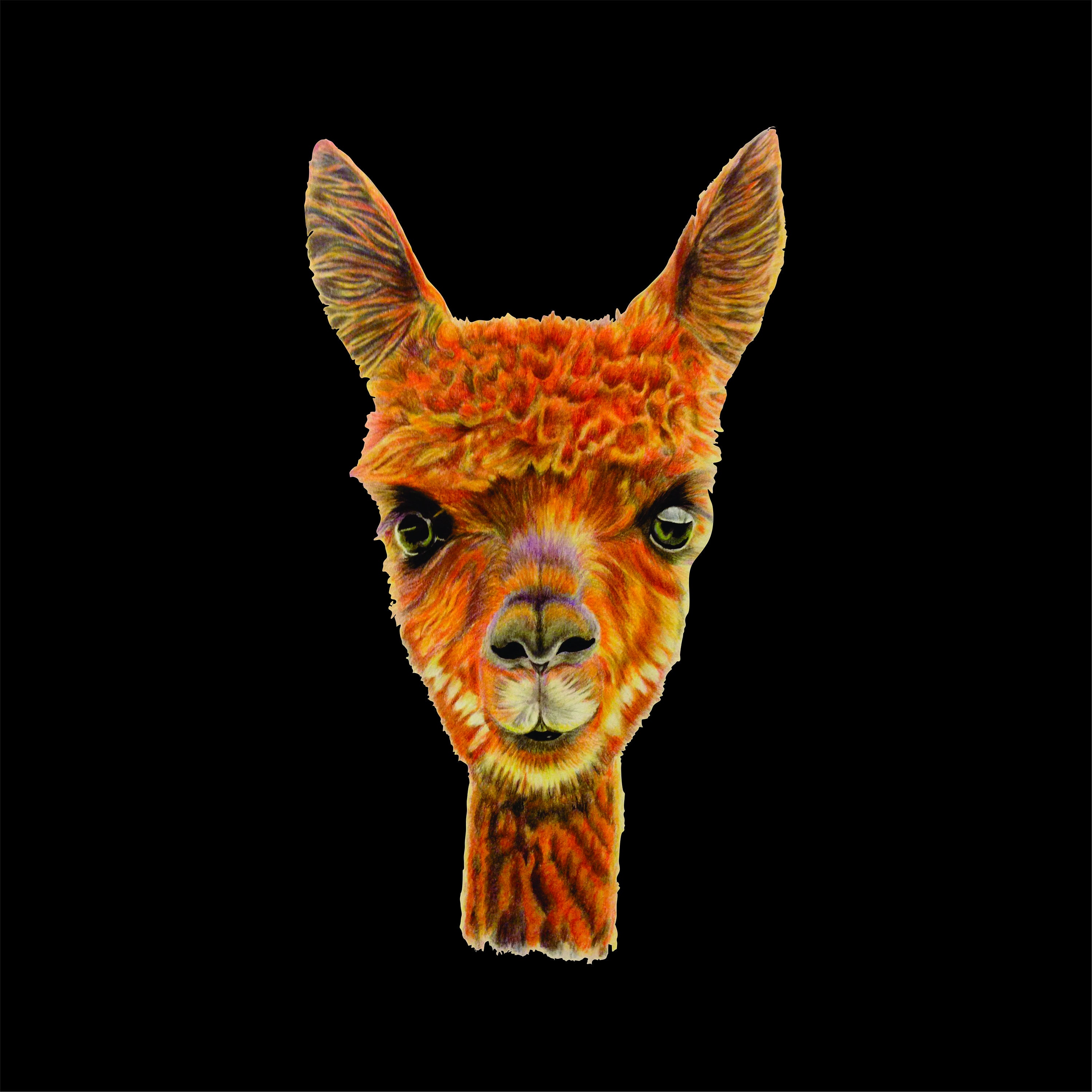 Alpaca Sticker, Alpaca Decal, Llama Decal, Llama Decal, Alpaca Sticker ...