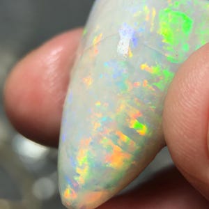 Coober Pedy opal shell fossil