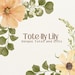Lily