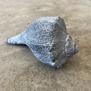 May include: A gray and white seashell with a textured, weathered surface. The shell features a spiral shape with a pointed end and a wide, rounded body, displaying intricate natural patterns and a rough, stone-like appearance throughout its exterior.