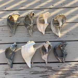 May include: Eight conch shells with varying shades of gray, white, and tan, arranged on a weathered wooden surface. The shells have a natural, organic shape, with open interiors and textured exteriors. The shells are a natural product.