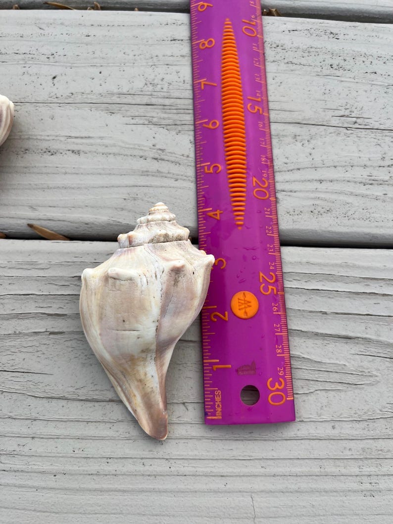 Knobbed Whelk Shells - Various Sizes - Etsy