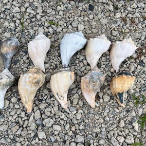 May include: A collection of ten conch shells arranged in two rows. The shells vary in color, featuring shades of white, cream, tan, gray, and dark brown. Each shell has a spiral shape with a pointed apex and a wide opening, displaying natural textures.